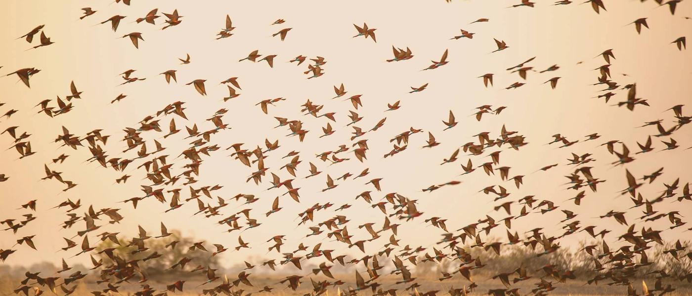 Okavango Delta Safari – FAQs