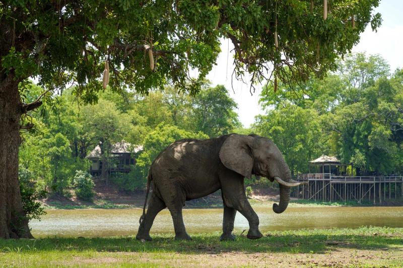 Elephant walking through Chindeni Bushcamp