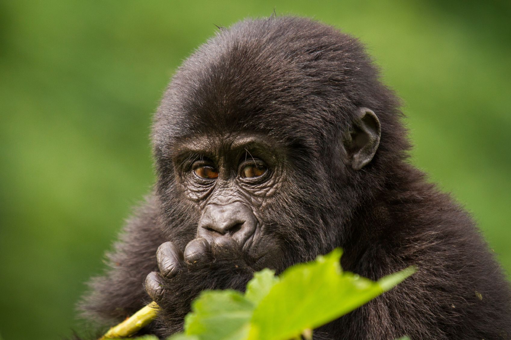 Discover the Enchanting World of Uganda’s Endangered Mountain Gorillas