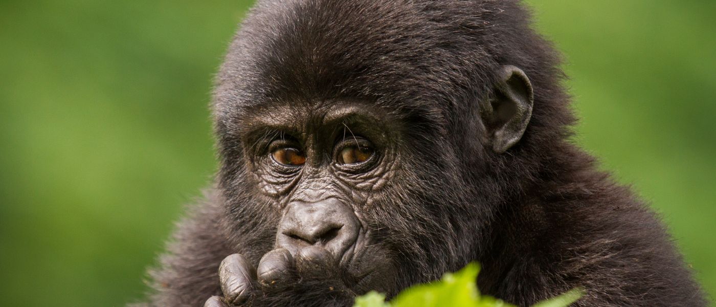 Discover the Enchanting World of Uganda’s Endangered Mountain Gorillas