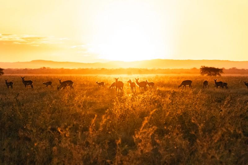 Antelope silhouettes grazing in golden grass at sunrise.