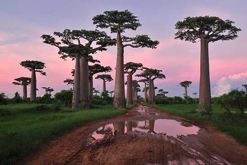 Madagascar: Baobab