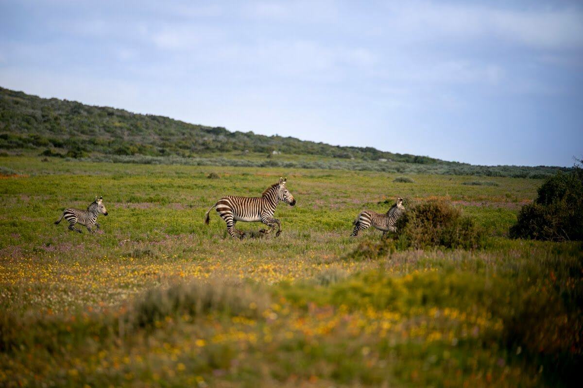 Lagon de Langebaan : un safari et des fleurs
