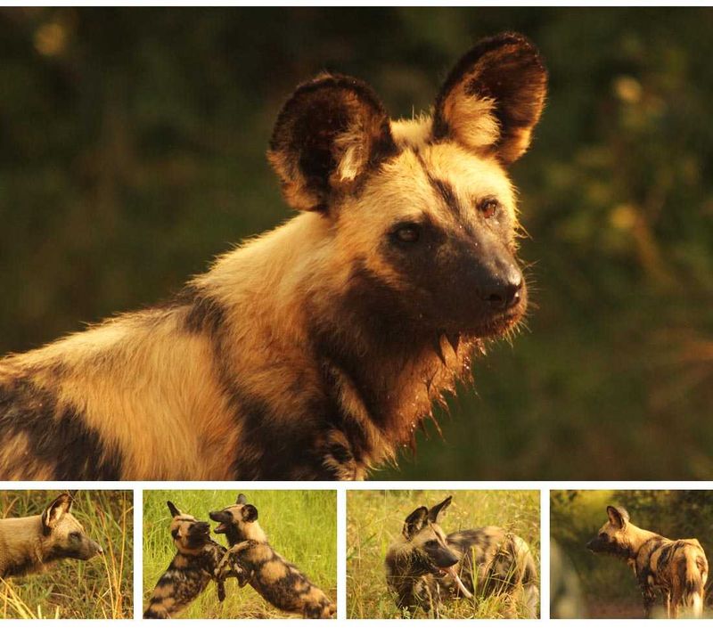 The Wild Dogs of the Sabi Sand Private Game Reserve