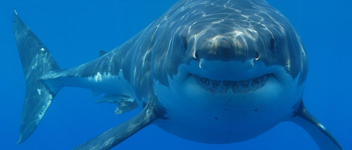 What is the Marine Big 5?