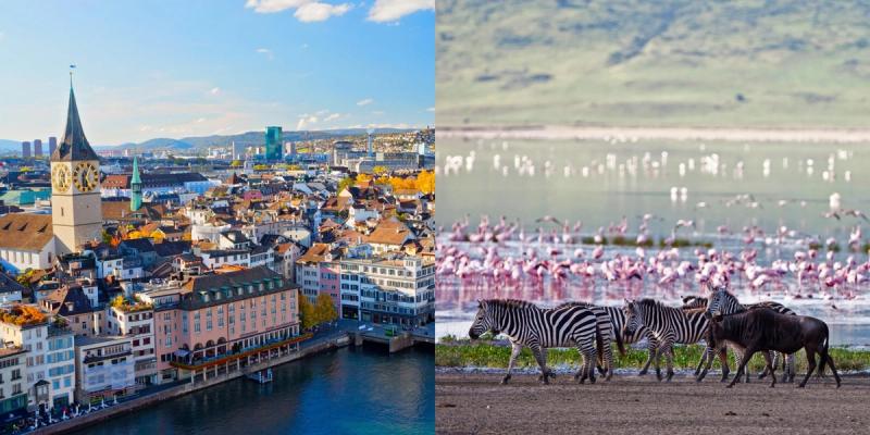 The left side of the image highlights Zurich’s historic skyline with the clock tower of St. Peter’s Church and colourful buildings by the water, while the right side shows zebras and wildebeest walking near a lake filled with pink flamingos in Africa.