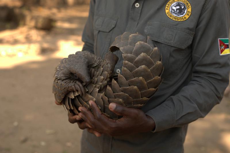 Rescued Pangolin in Mozambique