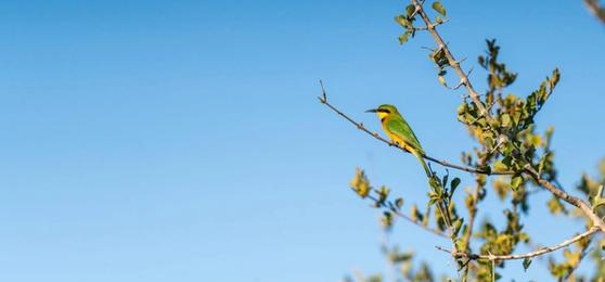 First Impressions of Silvan Safari