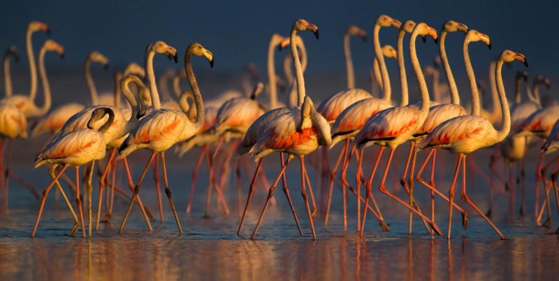 Flamingos bei Sonnenuntergang