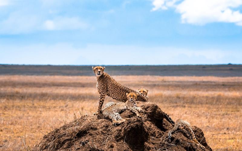 A group of cheetahs lounges on a mound in the dry grasslands, with one alert and upright while the others rest