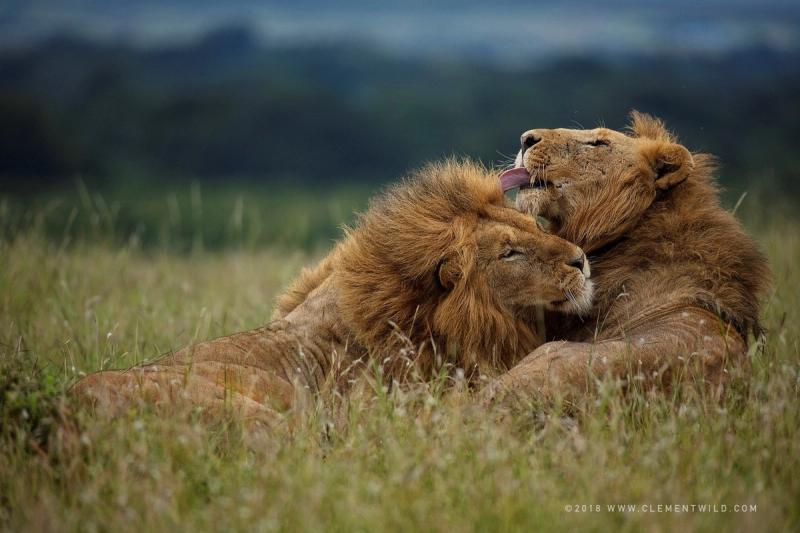 Two lions captured in the grass after waiting patiently
