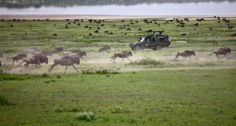 Wildebeest gallop past a safari vehicle on a game drive in Tanzania, one of the world's best safari destination's in East Africa. 