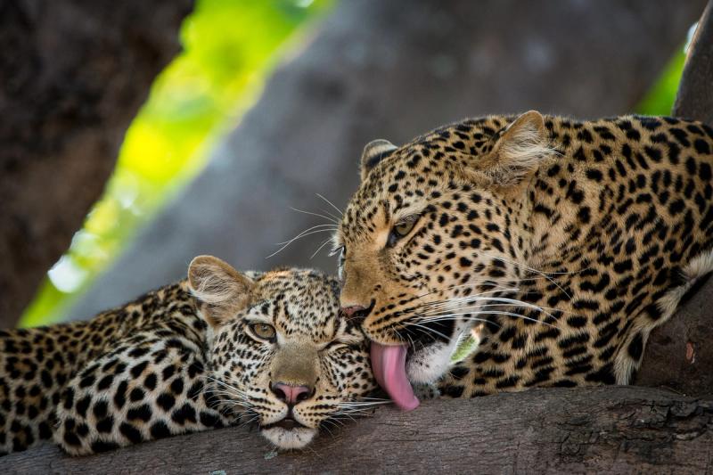 Leopardess grooming cub on a game drive with Tena Tena Camp