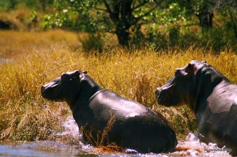 "The enormous speed and agility with which they picked themselves up and ran made it easy to see how they are one of the most dangerous animals in Africa, they are fast! And oh so powerful." | Lake Kariba