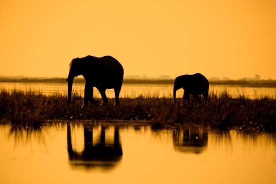 Elephant cow and calf finding their way back to mainland from one of the islands in the Chobe River in Botswana