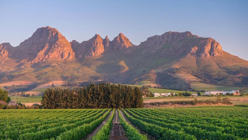 Summertime in the Cape Winelands