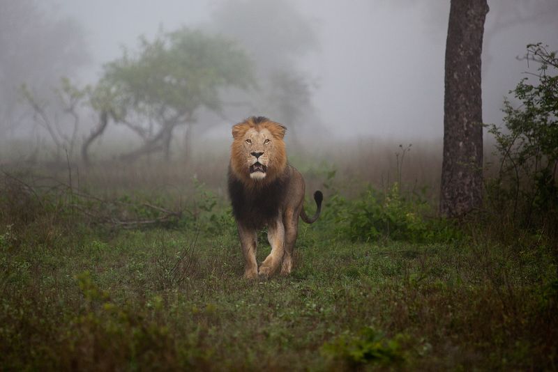 Lion on a Misty Morning in Sabi Sand