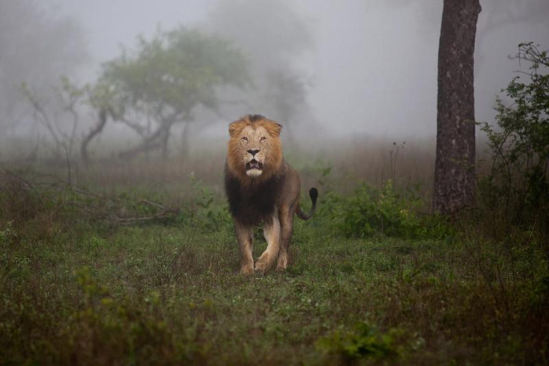 Lion on a Misty Morning in Sabi Sand