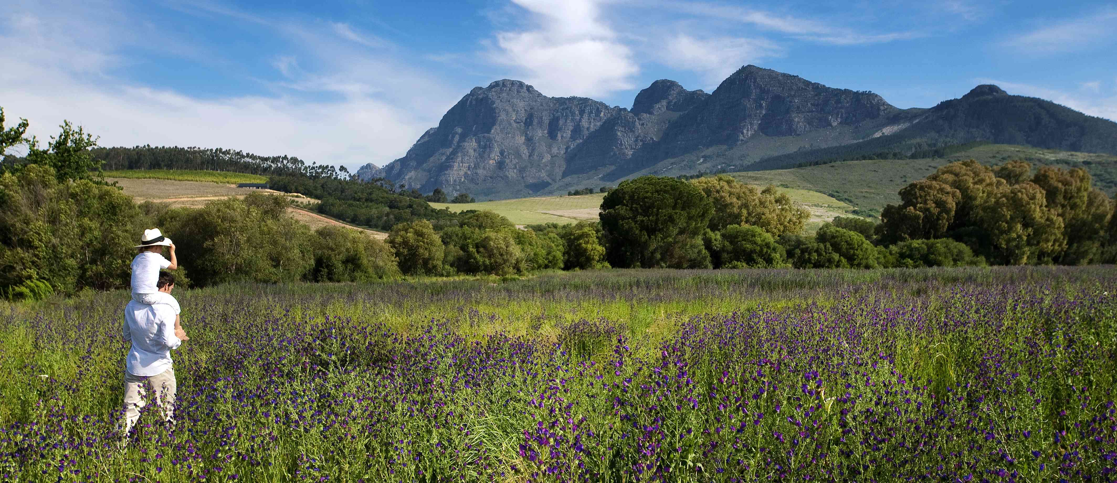 Beyond the Vine: Unique Experiences in the Cape Winelands