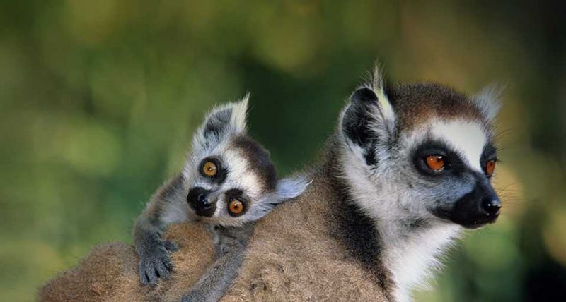 Baby lemur hitching a ride