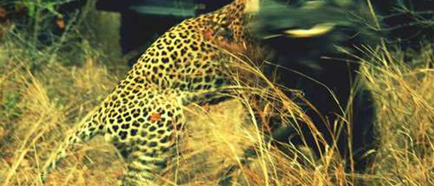 Leopard vs Warthog
