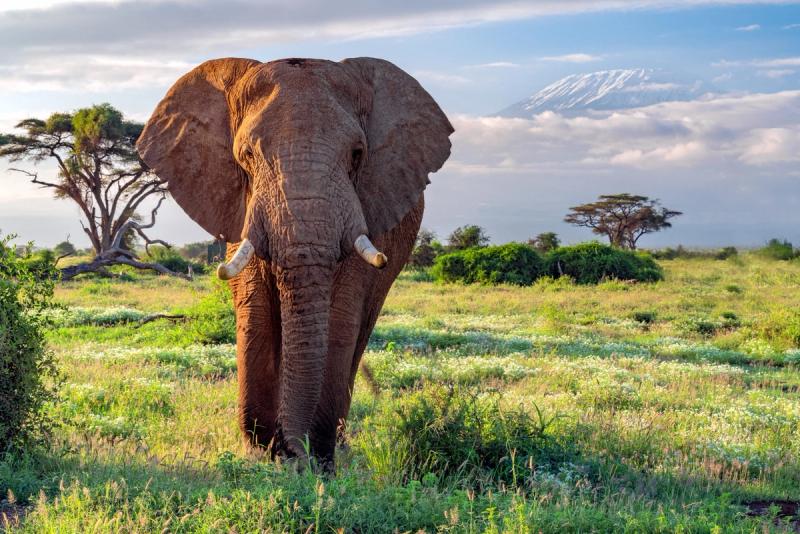A large elephant stands alone in a lush green field with Mount Kilimanjaro in the distance – a powerful reminder that the best time to visit Kenya brings more than just wildlife drama.