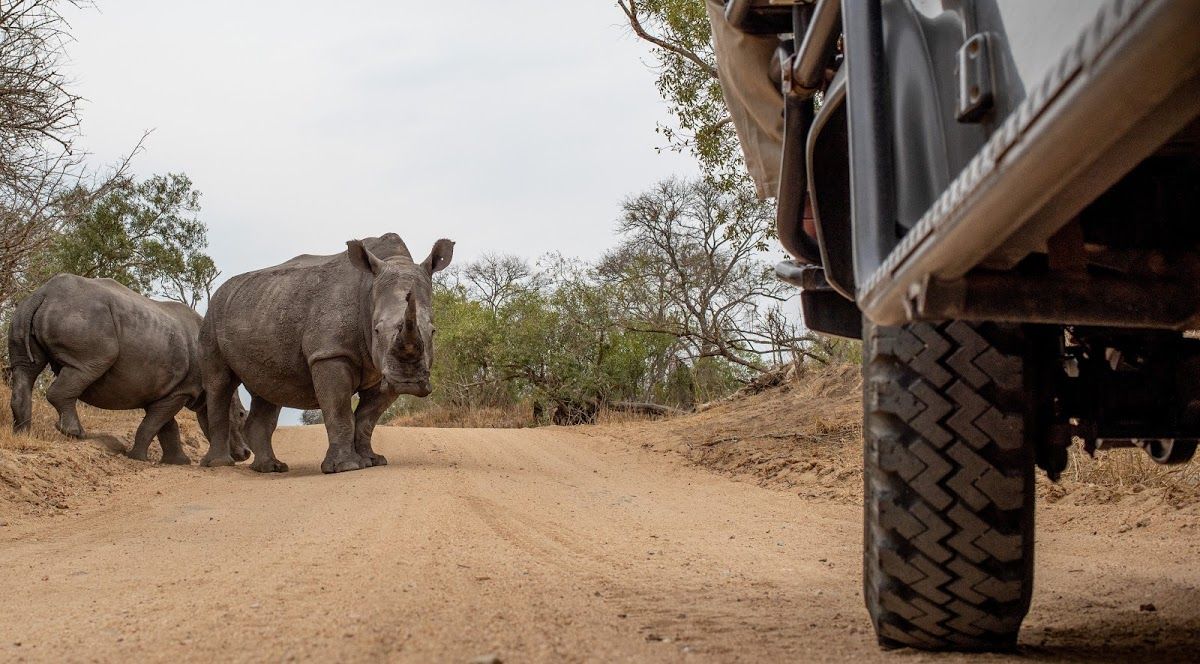 Die besten Safari-Livestreams