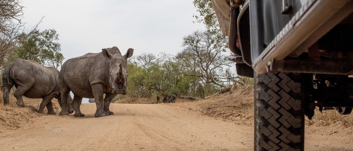 Die besten Safari-Livestreams