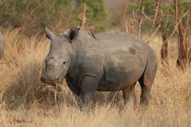 A white rhinoceros stands in dry grass with an oxpecker perched on its back.