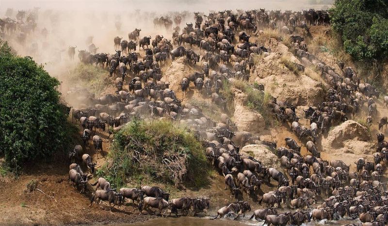 Hundreds of wildebeest charge down a dusty embankment toward a river in a chaotic mass during a Great Migration crossing