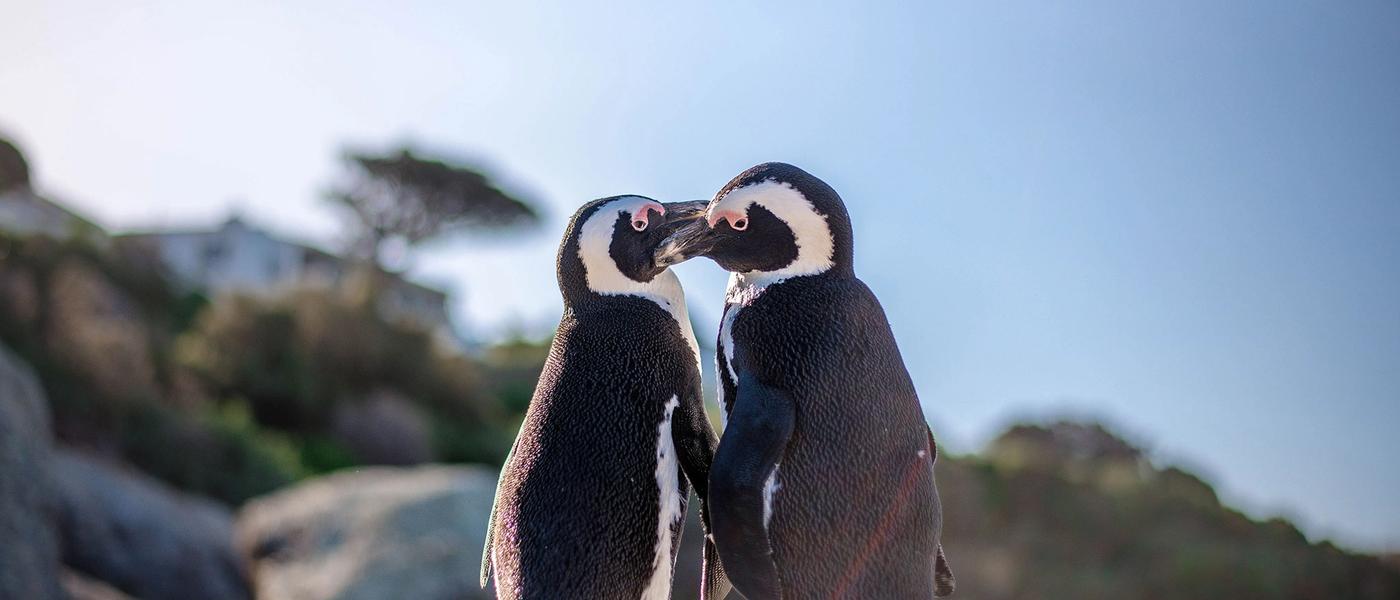 Love is in The Air: Africa’s Most Affectionate Animals