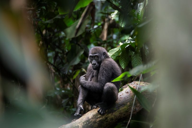 Gorilla in Odzala-Kokoua National Park