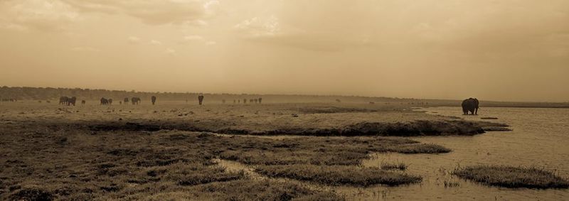 Elephants in the background, Chobe