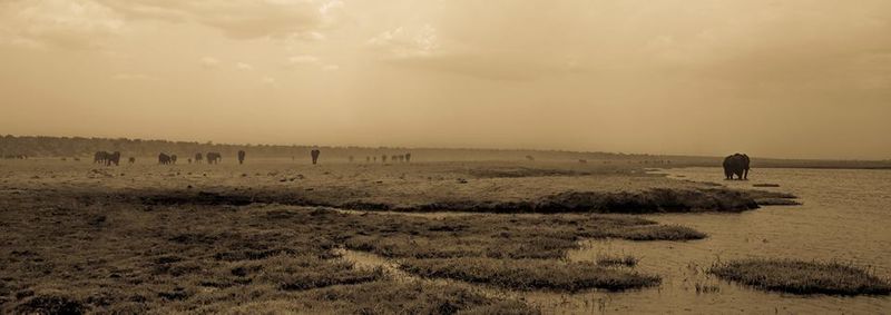 Elephants in the background, Chobe