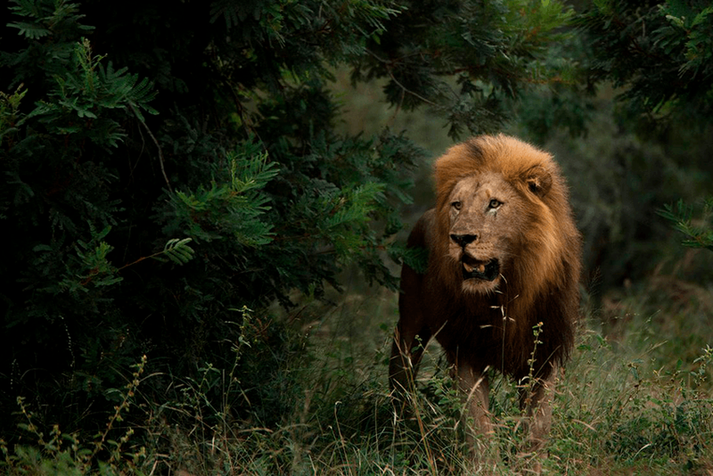 León en la reserva Sabi Sand