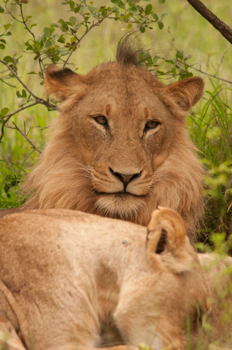 The Lion King