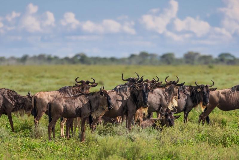 Herd of Wildebeest at South Serengeti National park, Tanzania