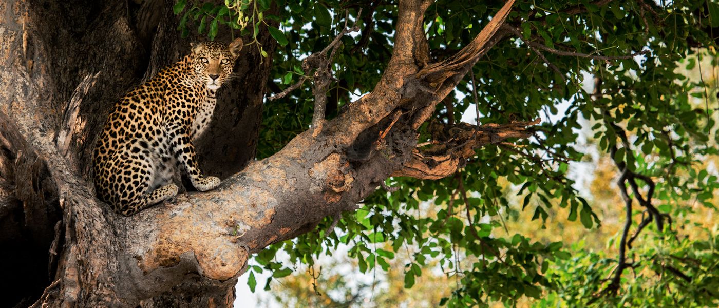 Our photographer went to Botswana and all we got were these amazing wildlife photos