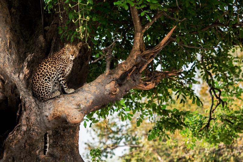 leopardo em uma árvore