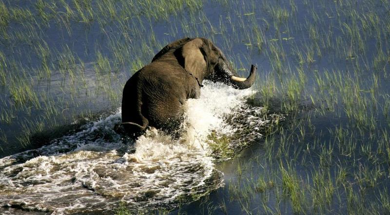 Elephant wading throug the Okavango River