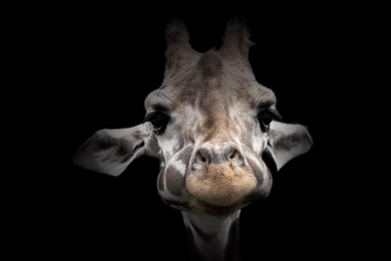 Giraffenportrait