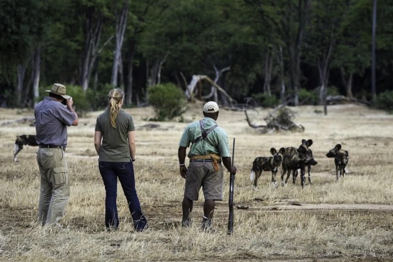 Walking with Wild Dogs