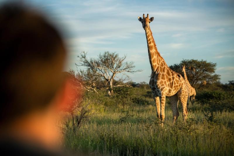 Você vai se sentir invencível ao ver uma girafa ao vivo