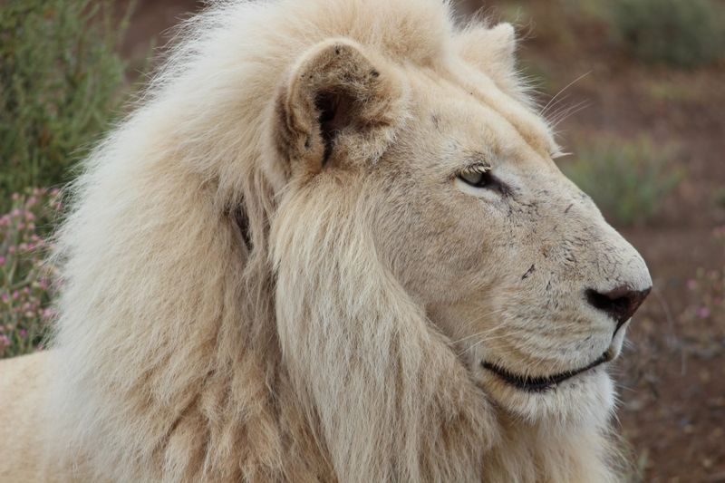 Nahaufnahme eines weißen Löwen bei Sanbona