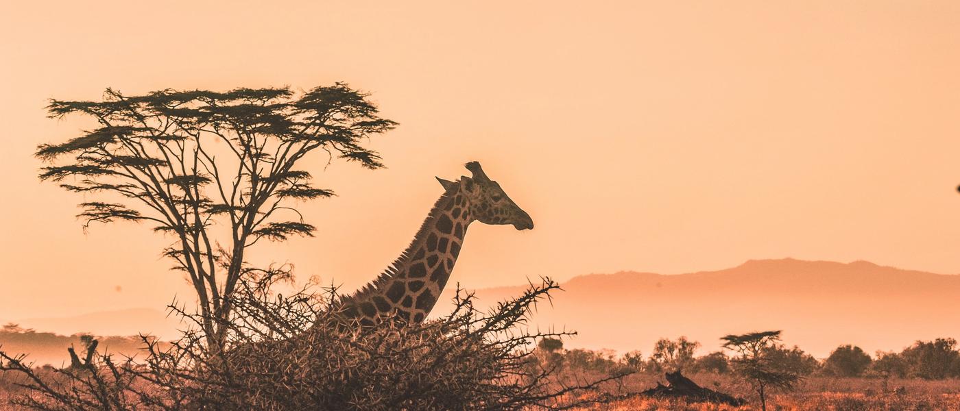 Imagerie des animaux du Parc national du Zambèze
