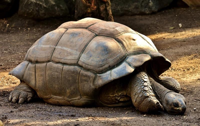 Giant Tortoise