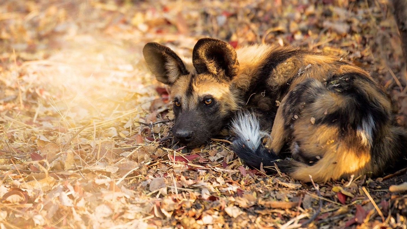 How You Can Save Endangered African Wildlife