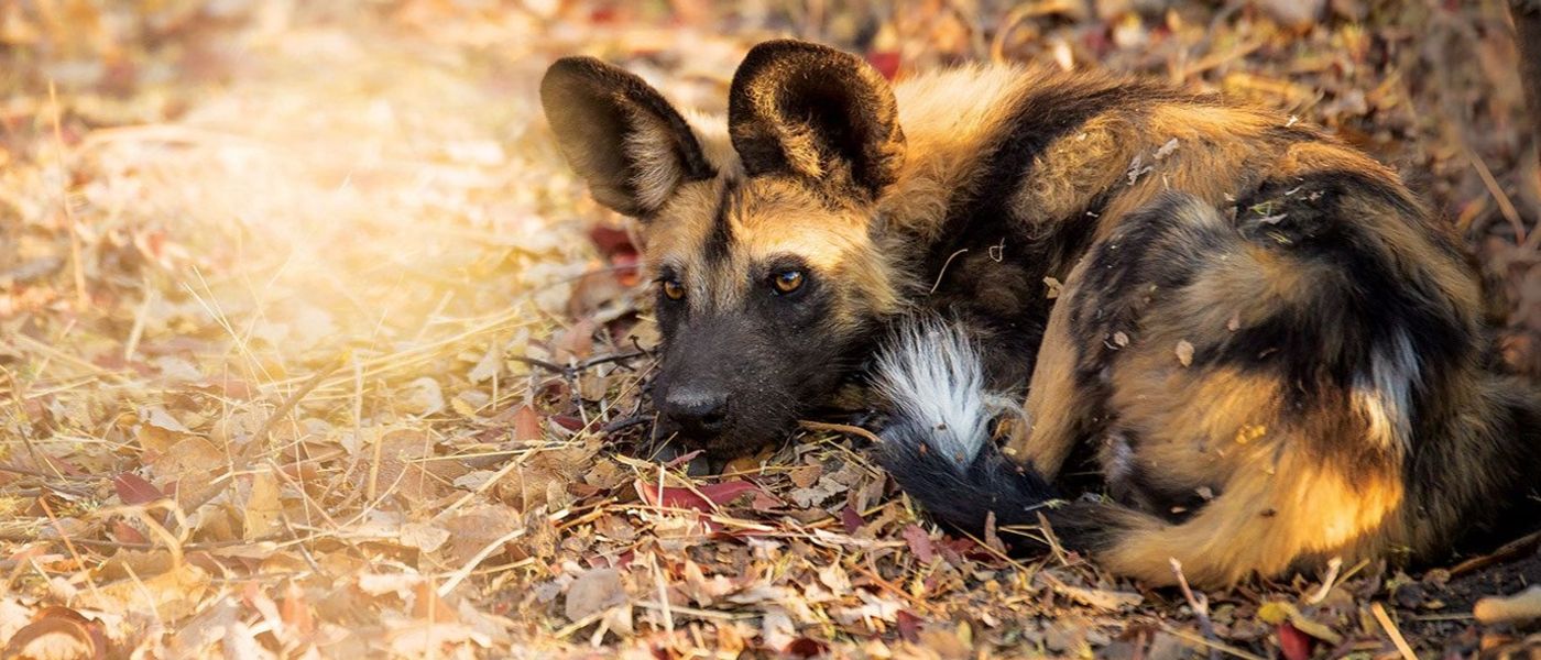 How You Can Save Endangered African Wildlife