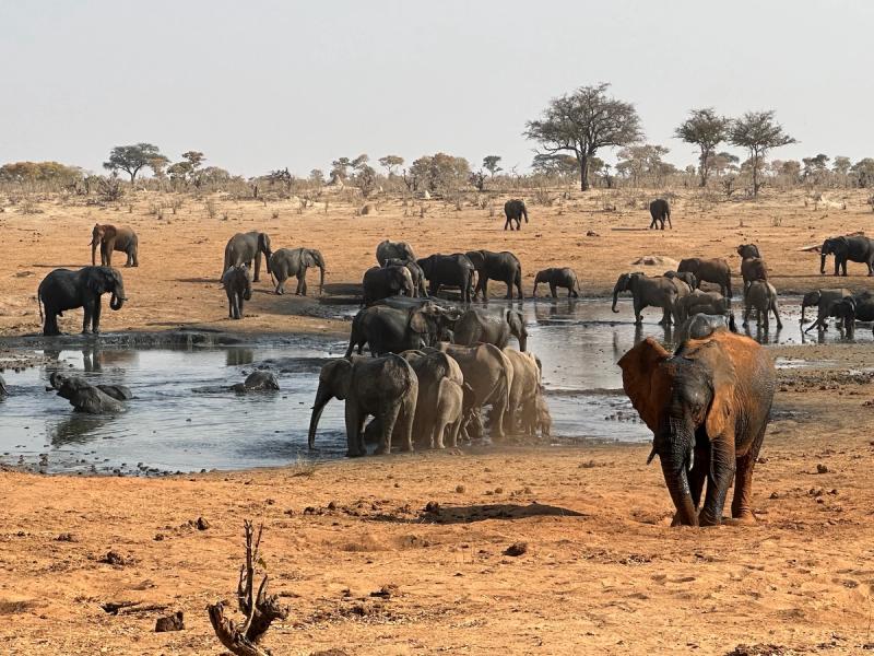 A herd of elephants gather at a watering hole in Zimbabwe