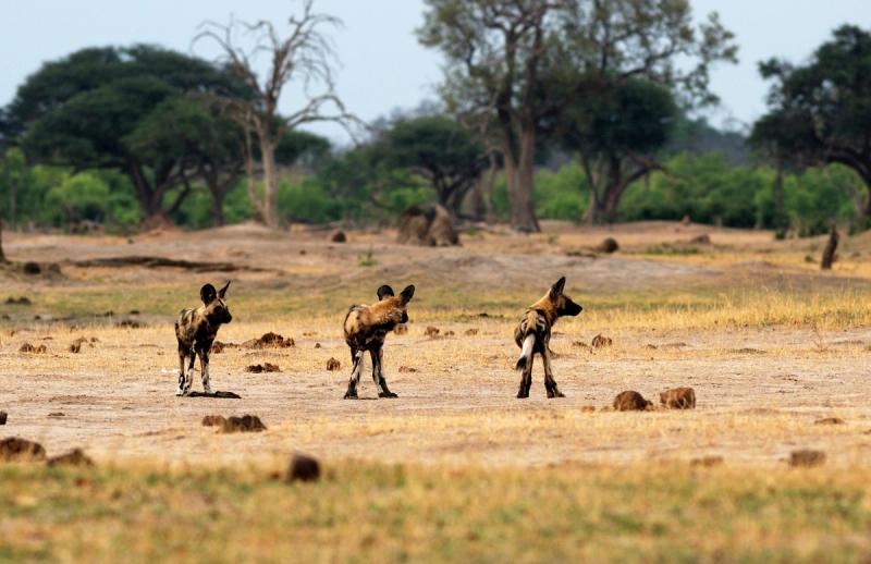 Three African Wild Dogs